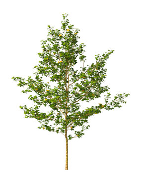 Single green small tree isolated on transparent background. Small plant isolated on transparent background. young plant or young tree isolated on white background. Small tree PNG. Small plant PNG.
