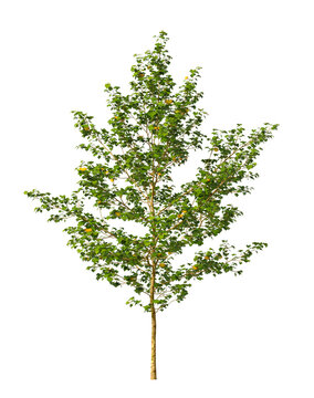 Single green small tree isolated on transparent background. Small plant isolated on transparent background. young plant or young tree isolated on white background. Small tree PNG. Small plant PNG.
