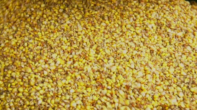 Loading of grain corn in the trailer  from a combine in the field. Modern forage harvester combiner harvesting silage maize corn tractor trailer corn field warm sunny autumn morning with overcast clou