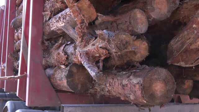 Wheeled harvester transports raw timber from felling site out. Harvesters, Forest Logging machines. Forestry forwarder on deforestation. Tractor removes harvested wood from the forest. Forestry
