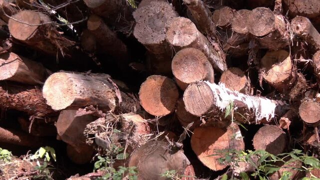 Wheeled harvester transports raw timber from felling site out. Harvesters, Forest Logging machines. Forestry forwarder on deforestation. Tractor removes harvested wood from the forest. Forestry
