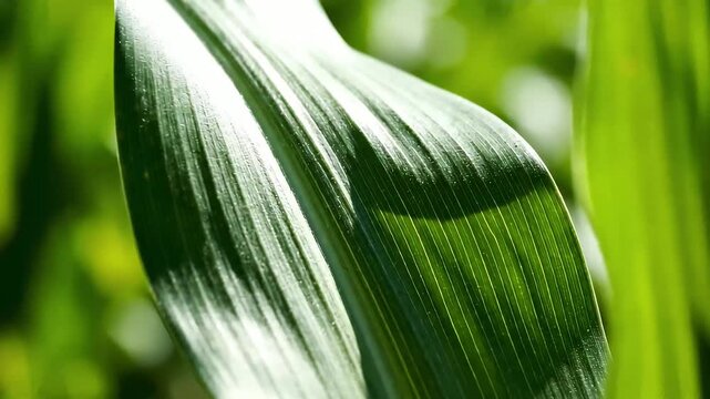 Close-up of corn leaf midrib with natural curvature and depth