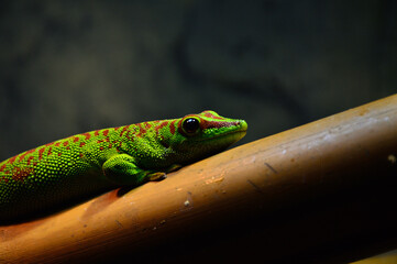 Beautiful tropical Madagascar day gecko sitting on a wooden surface, macro wildlife photography.
