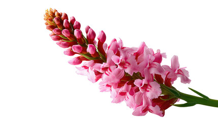 Fototapeta premium Pink Flower Blooming: A delicate pink flower with intricate petals and vibrant hues thrives, showcasing the ephemeral beauty of nature. 