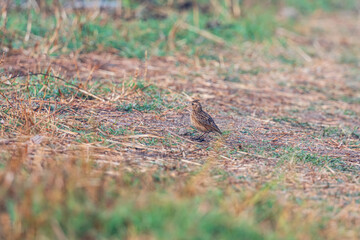 Obraz premium Oriental skylark (Alauda gulgula) at Baruipur, West Bengal, India