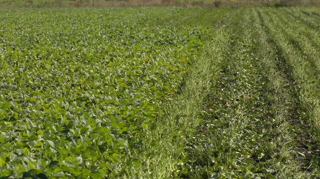 Beans Flowers is Garden. Fresh Still to Pick Beans Hanging on a Bean Plant.Organic Garden Fresh Italian Green Beans. French bean field is at vegetative stage. Mung bean green pods close up.
