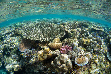 A shallow coral reef thrives in the midst of the Bligh Channel in Fiji. Fiji's coral reefs support high marine biodiversity and are a popular destination for scuba divers and snorkelers.