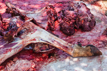 Raw beef freshly cut in the african village ,Animal Carcass on Ground, Butchered Meat Carcass Pieces Raw Animal