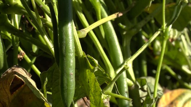 Beans Flowers is Garden. Fresh Still to Pick Beans Hanging on a Bean Plant.Organic Garden Fresh Italian Green Beans. French bean field is at vegetative stage. Mung bean green pods close up.
