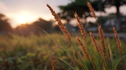 Close up of golden grass stalks bathed in the warm light of a setting sun during golden hour creating a serene and hopeful atmosphere in a tranquil