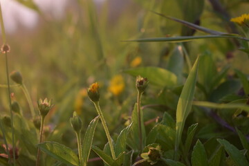 Beautiful macro shot of blooming wild flowers in a green meadow during golden hour. Warm sunset light highlighting nature's growth and tranquility.