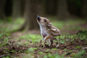 Cute striped wild boar piglet walking on the forest floor among green plants © Rudolf