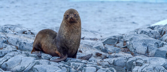 A fur seal sits on grey rocky terrain near the ocean, looking directly at the camera in a cold, coastal environment © FAHMI