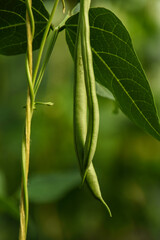 Fototapeta premium Beans flowers is garden.fresh still to pick beans hanging on a bean plant.Organic Garden Fresh Italian Green Beans.Young bean plant with flowers in the garden. Green beans grow in the vegetable garden
