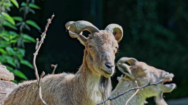 Turkmenian markhor, Capra falconeri heptneri. The name of this species comes from the shape of horns, twisting like a corkscrew or screw. Markhor is one of the symbols of Pakistan