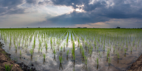 Obraz premium Young green rice plants growing in a flooded field under a moody stormy sky with sunlight breaking through the clouds