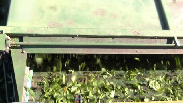 Green Beans Harvest. Combine for harvesting asparagus beans. A combine harvesting soybeans at sunset
