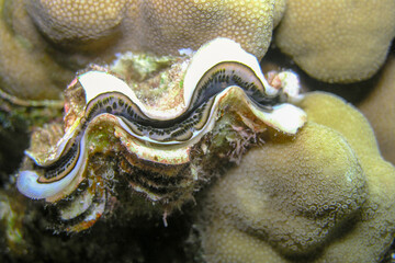 Giant Clam Mantle Detail on Coral Reef – Close-Up Marine Life Texture © Osama
