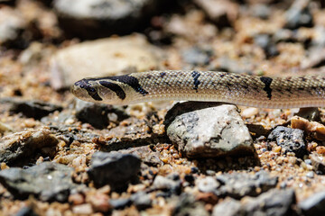 Obraz premium Small-banded Kukri Snake crawling on rocky ground in thailand