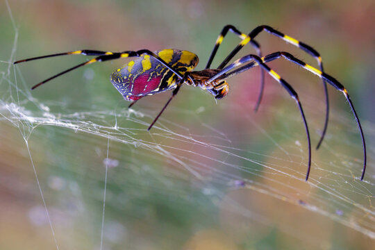 Colorful joro spider sitting on a fine spider web