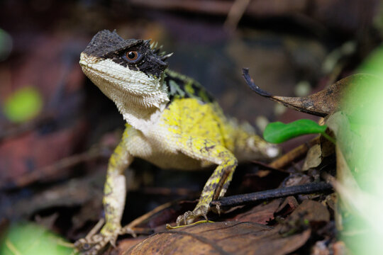Forest agamid lizard camouflaging on tropical leaves