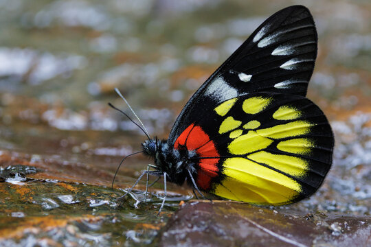 Red-based Jezebel butterfly drinking water in Chiang Mai