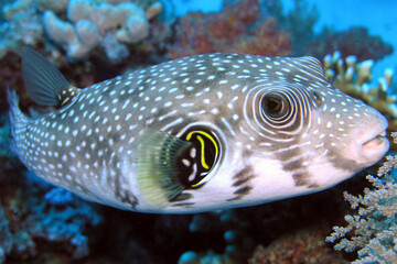 Pufferfish Swimming Over Coral Reef – Detailed Tropical Marine Life Underwater Scene © Osama