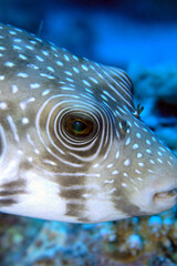 Macro Close-Up of Pufferfish Eye and Skin Texture – Detailed Underwater Marine Life © Osama