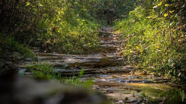 stream in the forest