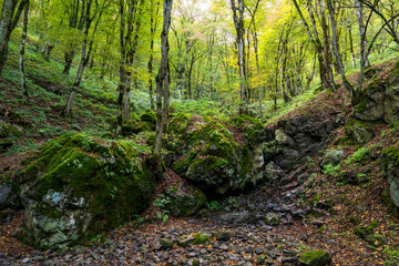 Obraz premium Large stone in a forest covered with lush green moss, capturing tranquil woodland atmosphere and untouched natural beauty.