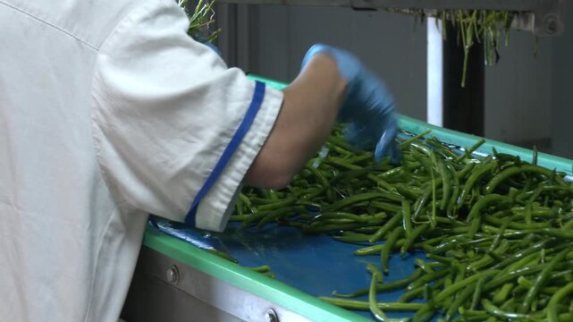 The working process of green bean production in a canning factory. Green Beans Harvest. Movement on the conveyor. 

