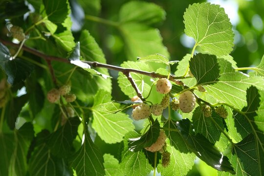 Branches with leaves and unripe fruits of white mulberry (Morus alba) tree, Gorno Badakhshan, Tajikistan. Leaves of white mulberry are primary food source for silkworm. Fruits are edible.