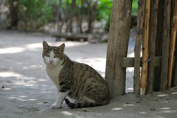 Cat sitting by wooden fence on farm © Iwona