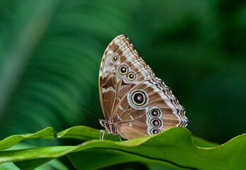 Morpho peleides © Hana