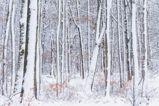 Winter im Buchenwald