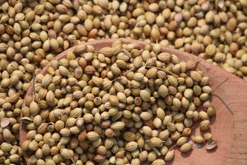 Fototapeta premium Coriander seeds close up texture background
