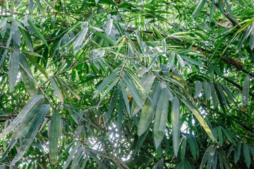 Obraz premium Soft daylight highlighting layered bamboo foliage texture. Botanical surface formed by overlapping green leaf bands. Natural bamboo canopy detail with muted forest shadows.