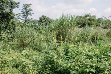 Wide wild field filled with shrubs and tall grass. Tropical overgrowth spreading across an open landscape. Natural vegetation blanket under bright rural daylight.  © Joko