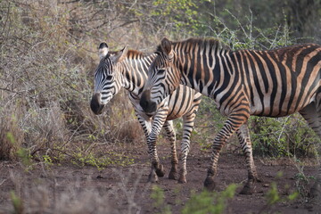 Fototapeta premium deux zèbres marchent