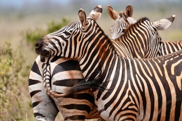Fototapeta premium troupeau de zèbres