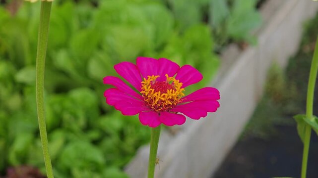 pink zinnia blooms on tall stems
