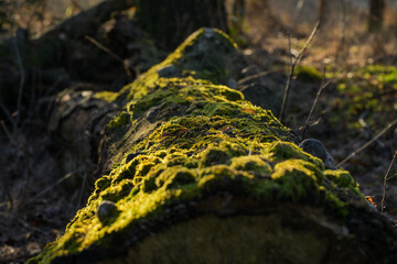 Fototapeta premium Close-up of Vibrant Green Moss Growing on a Fallen Tree Trunk in a Sun-Drenched Forest - Detail of Natural Decay and Biodiversity, Netherlands