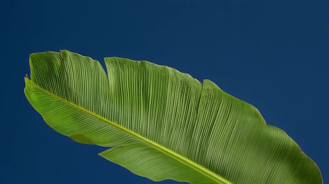 Close up of a vibrant green banana leaf against a clear blue sky