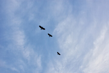 Fototapeta premium Flock of House Crows Flying in Open Blue Sky