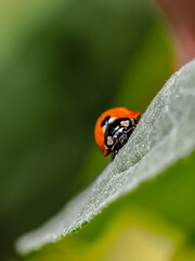 ladybug on leaf © S