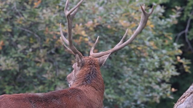 Le brame du cerf en automne dans le Vercors. Massif du Vercors - Dr&ocirc;me - Alpes