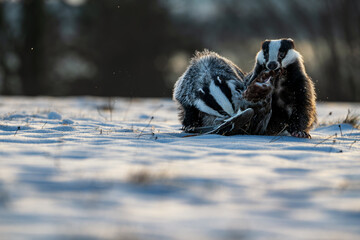 Two European badgers (meles meles) fighting over a wild duck prey on a snowy field in winter morning light © Rudolf