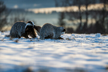 Two European badgers (meles meles) fighting over a wild duck prey on a snowy field in winter morning light © Rudolf