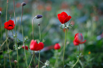Obraz premium Several red poppy flowers blooming in green meadow plants outdoors. Remembrance symbol