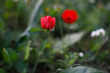 Obraz premium Red poppy flowers growing on a thin stem in green meadow grass outdoors. Remembrance symbol.